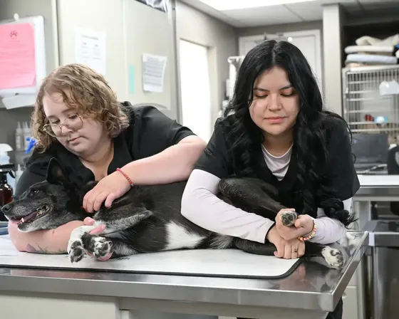Two technicians comforting a dog on the exam table