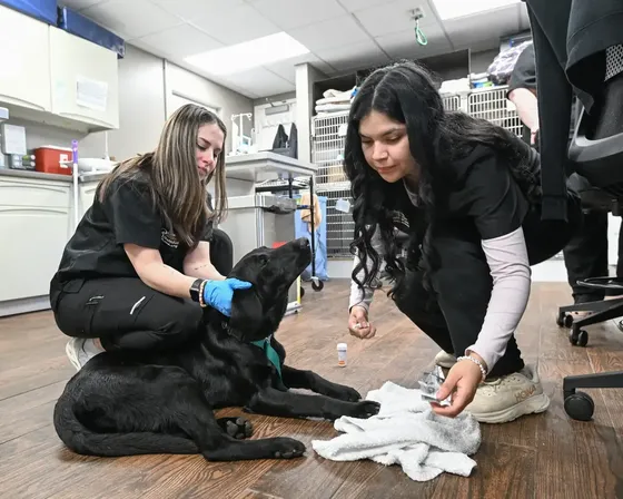 Technicians caring for a large dog on the treatment room floor