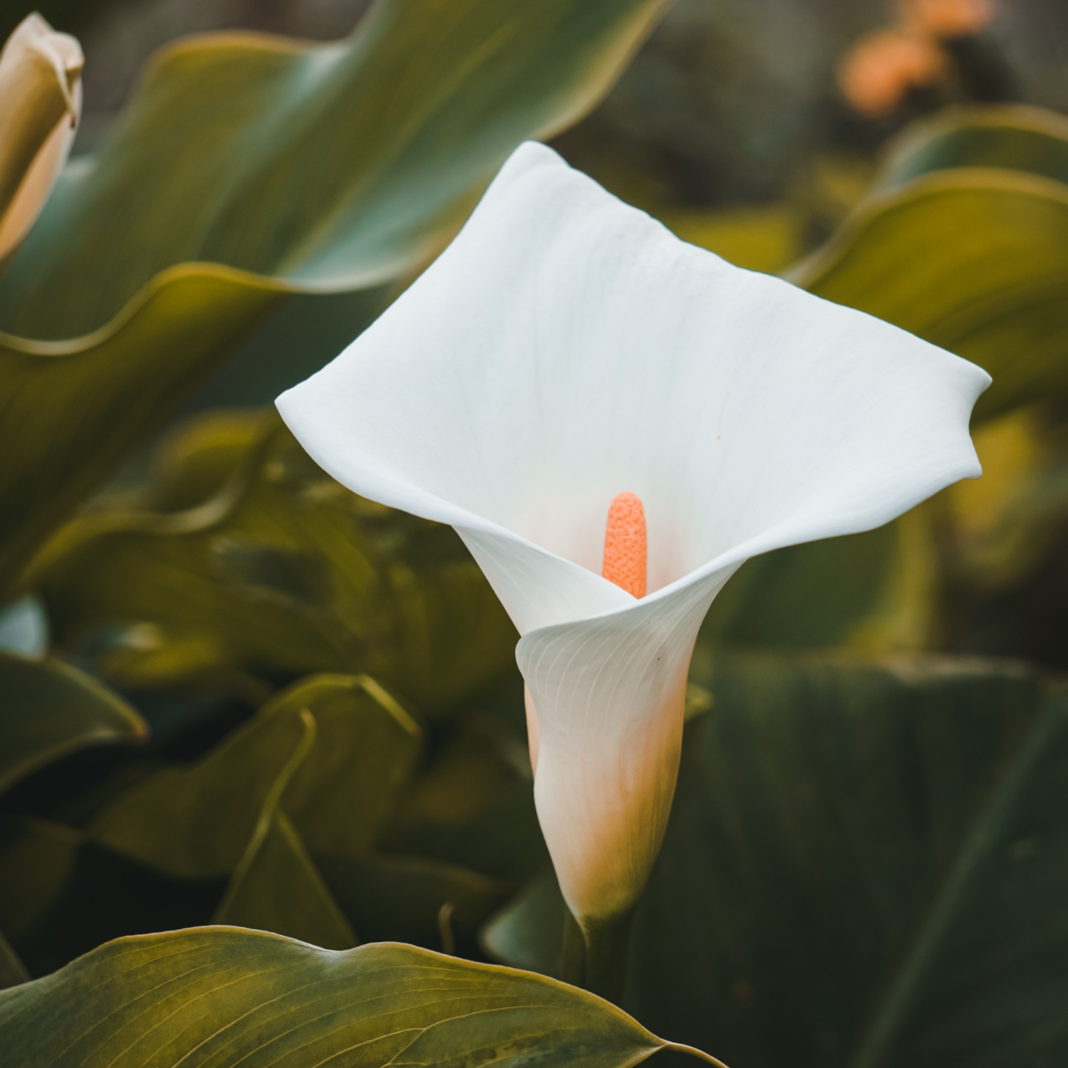 Arum Lily