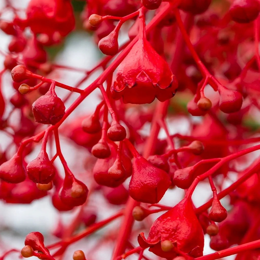 Australian Flame Tree