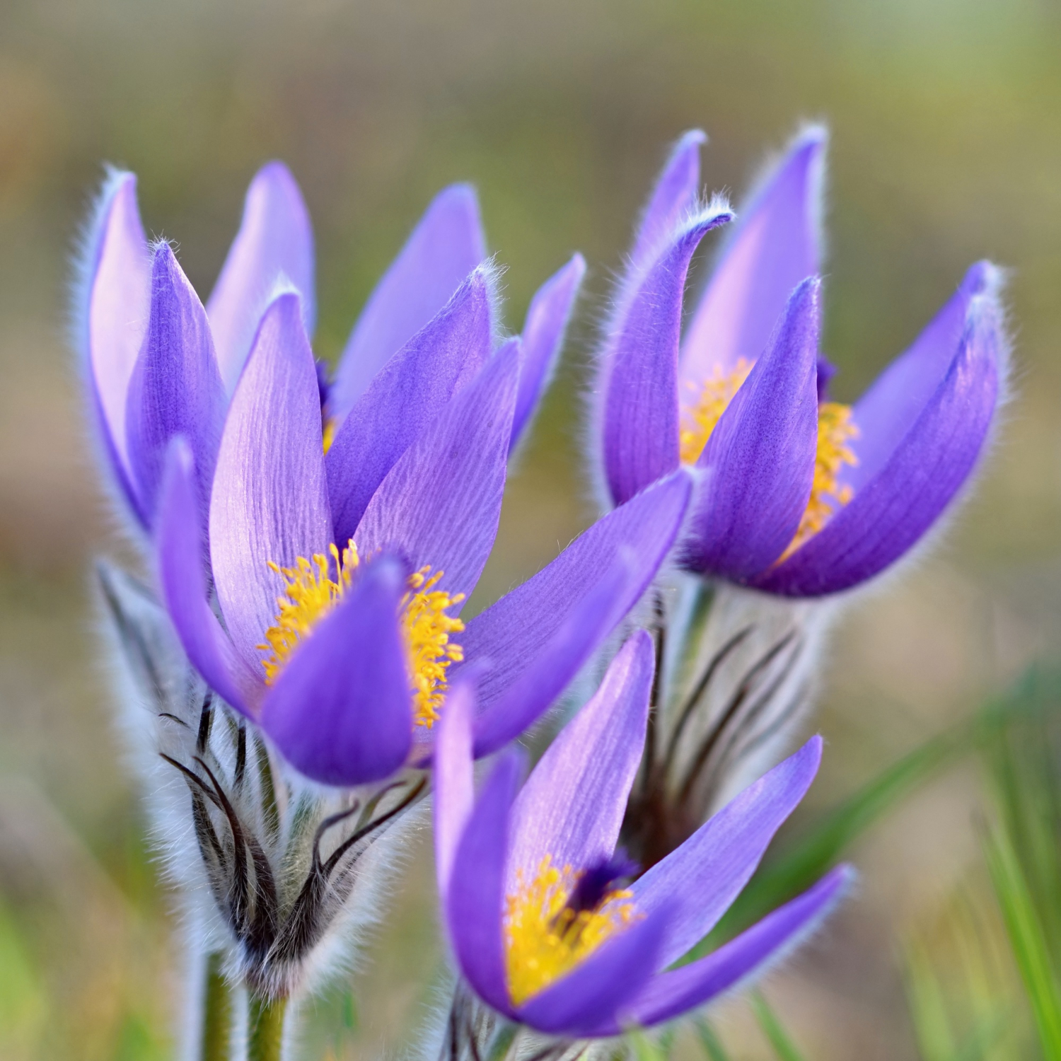 Autumn Crocus