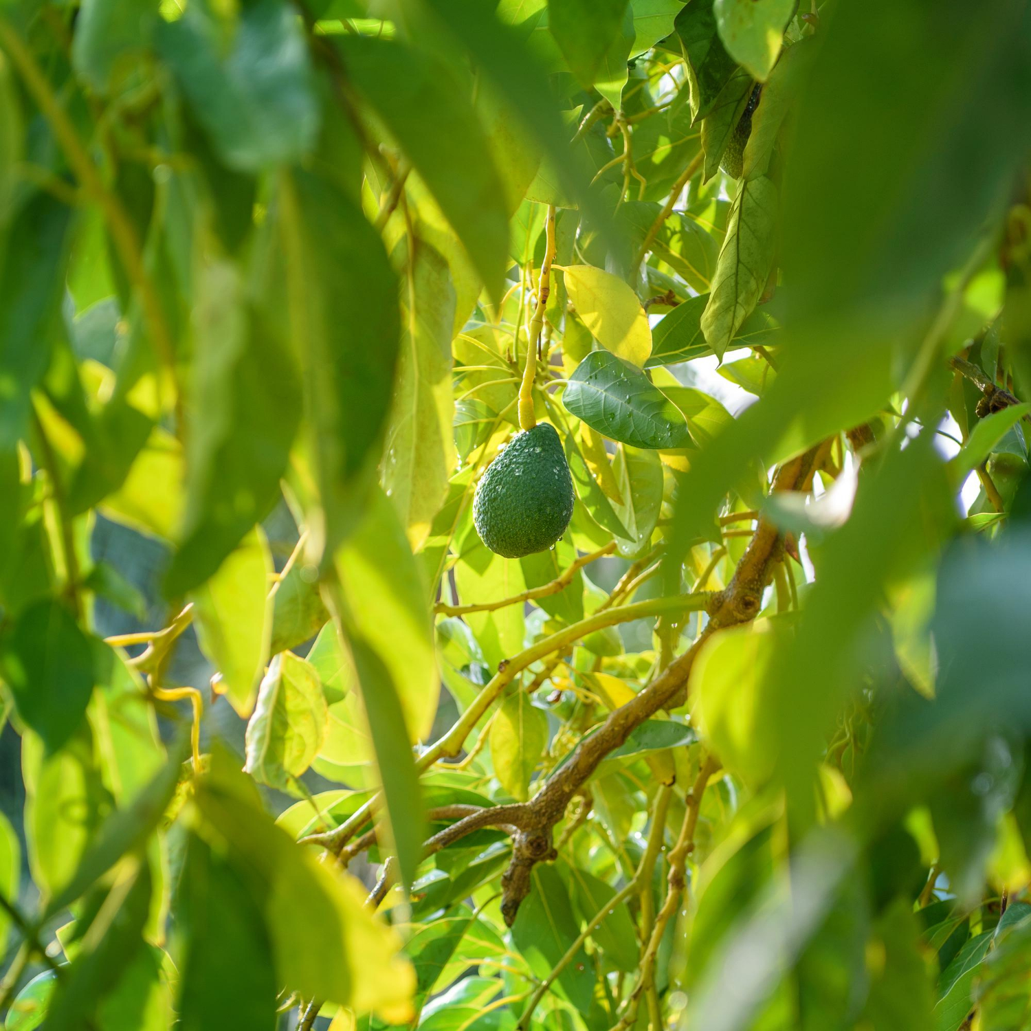 Avocado