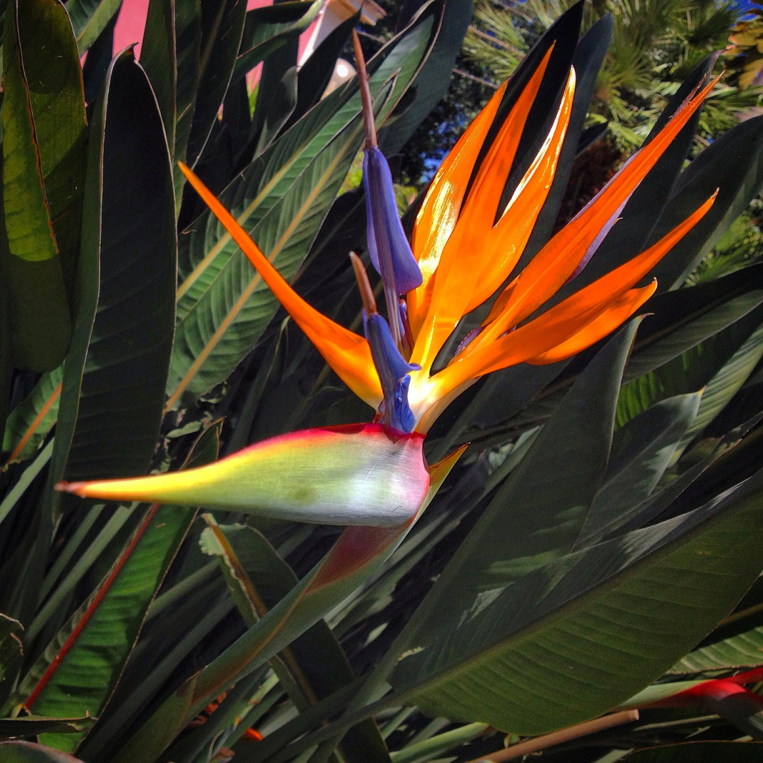 Bird Of Paradise