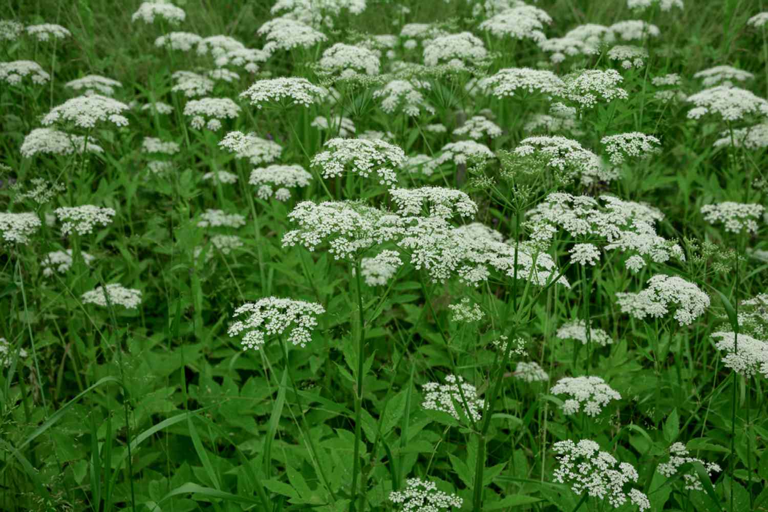 Bishop's Weed