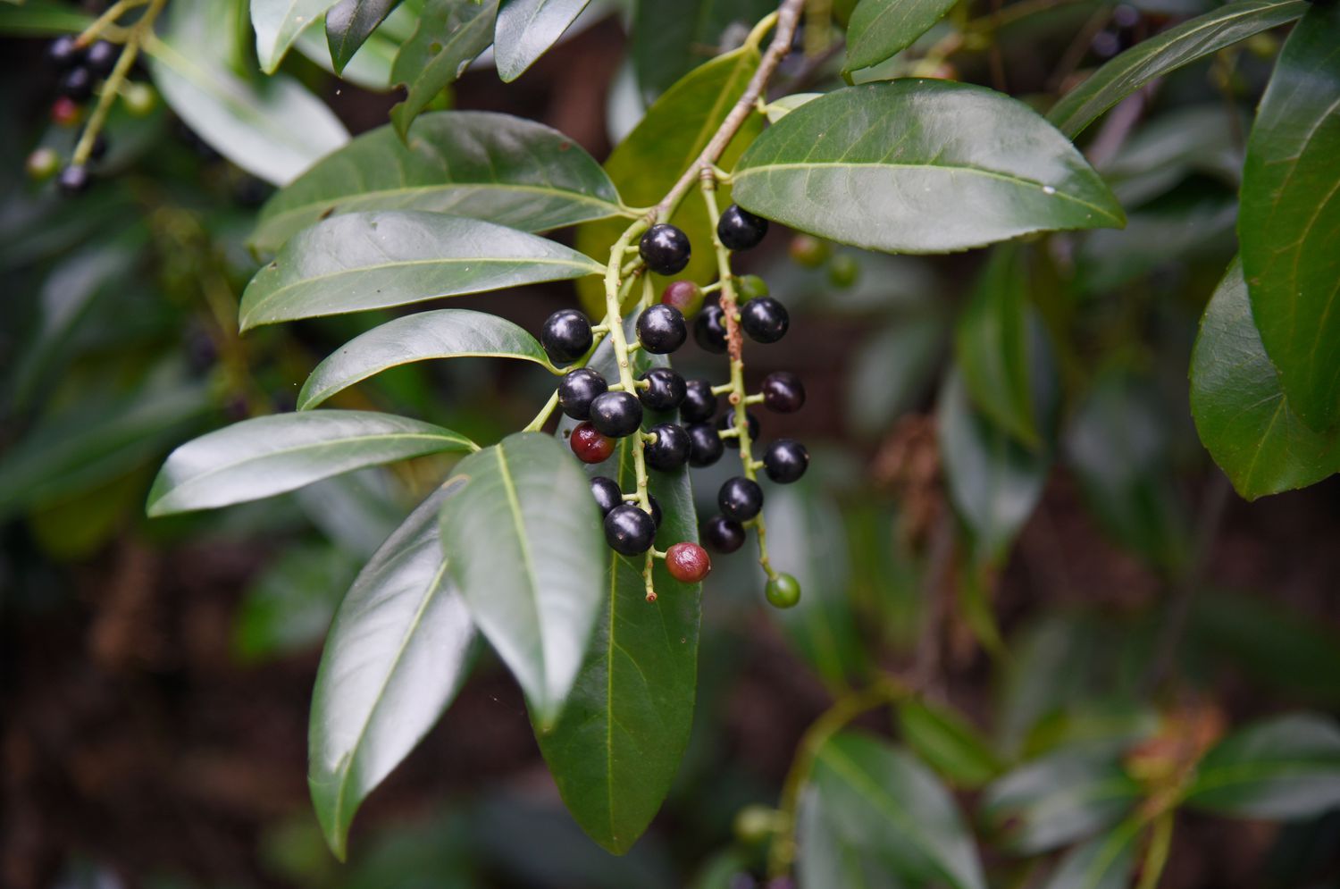 Black Laurel