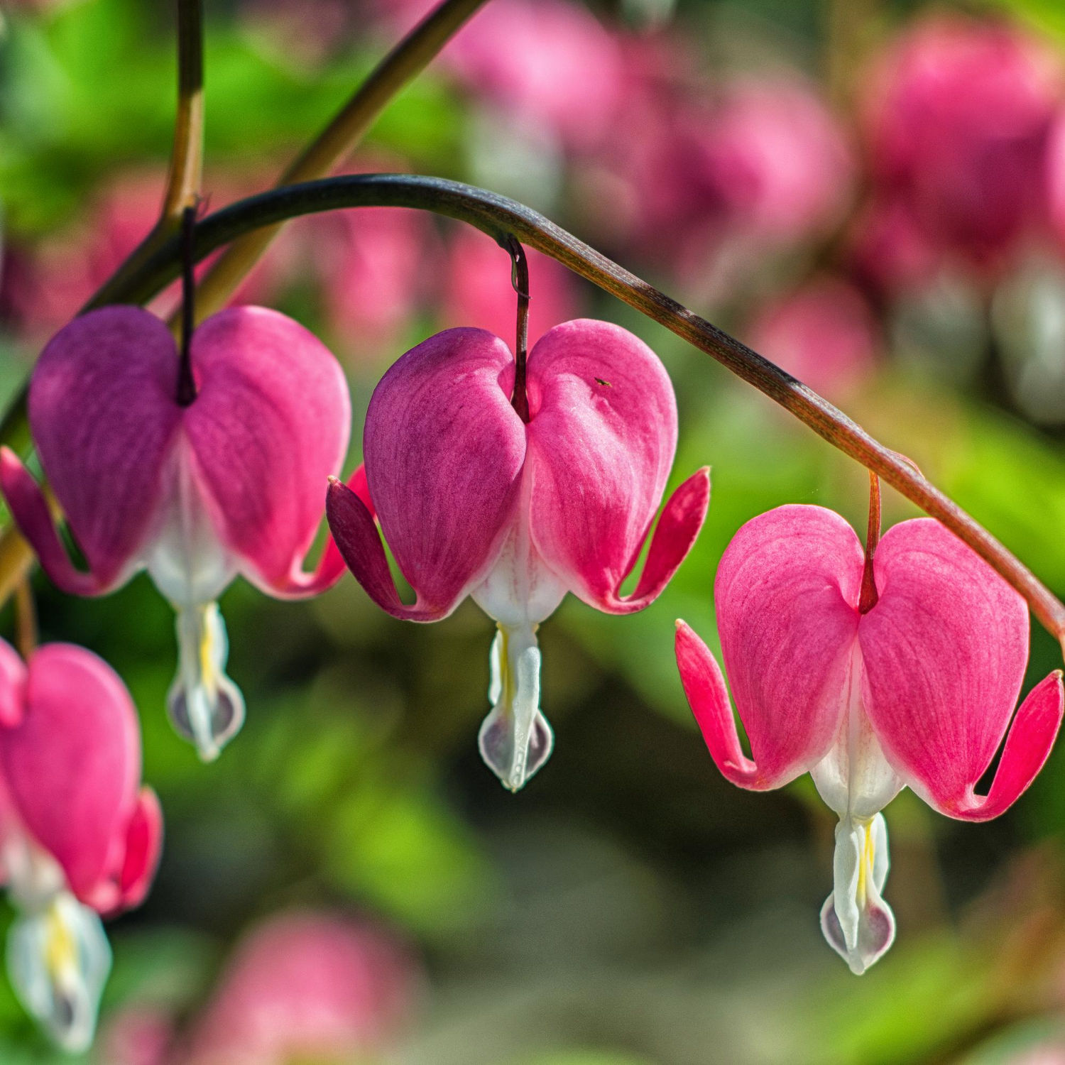 Bleeding Heart