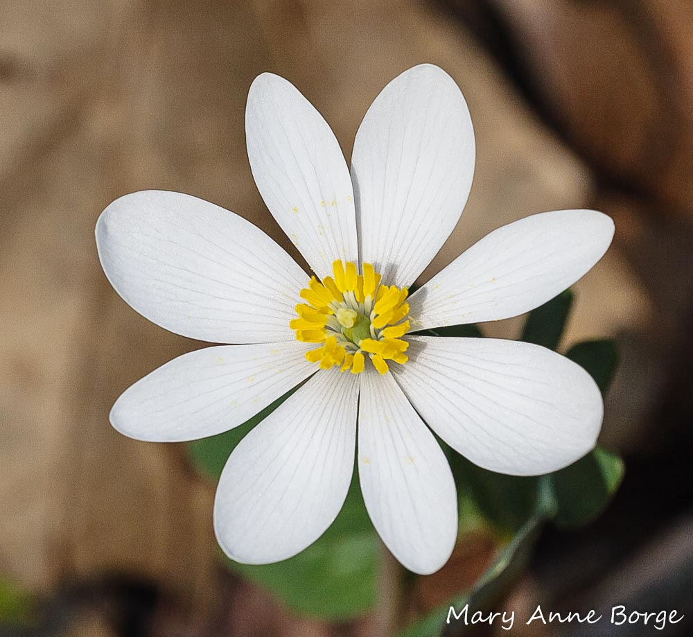 Bloodroot