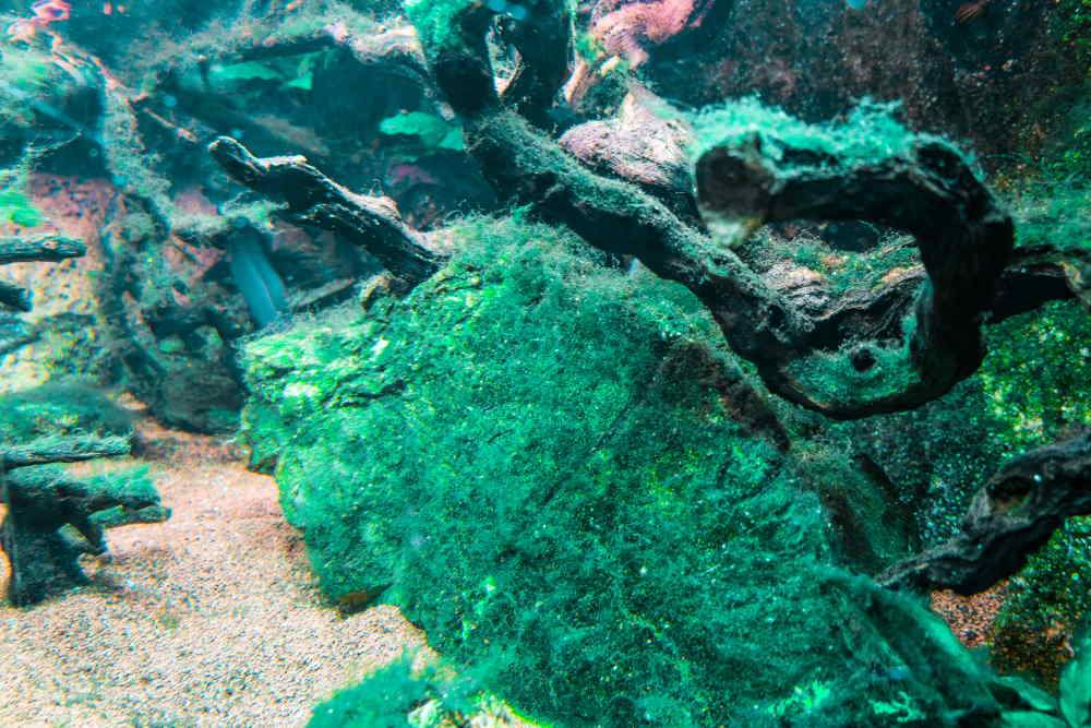 Blue-Green Algae