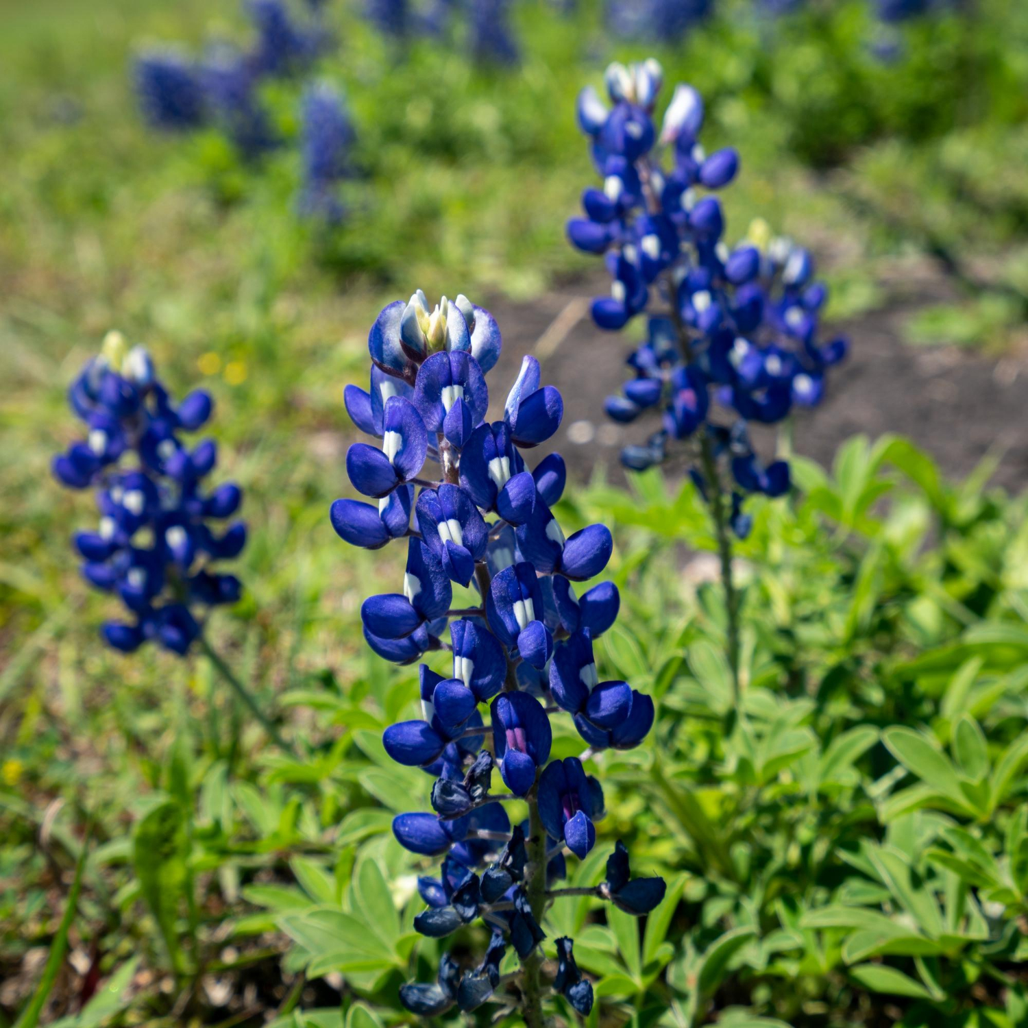 Bluebonnet