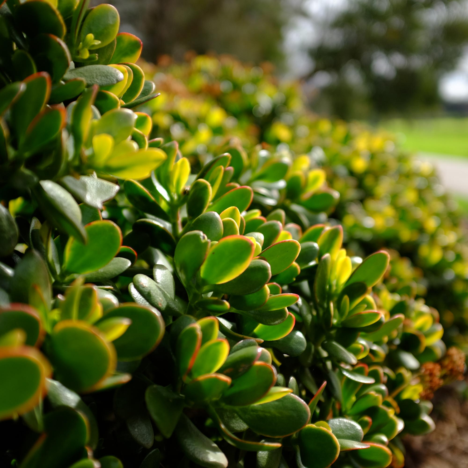 Boxwood