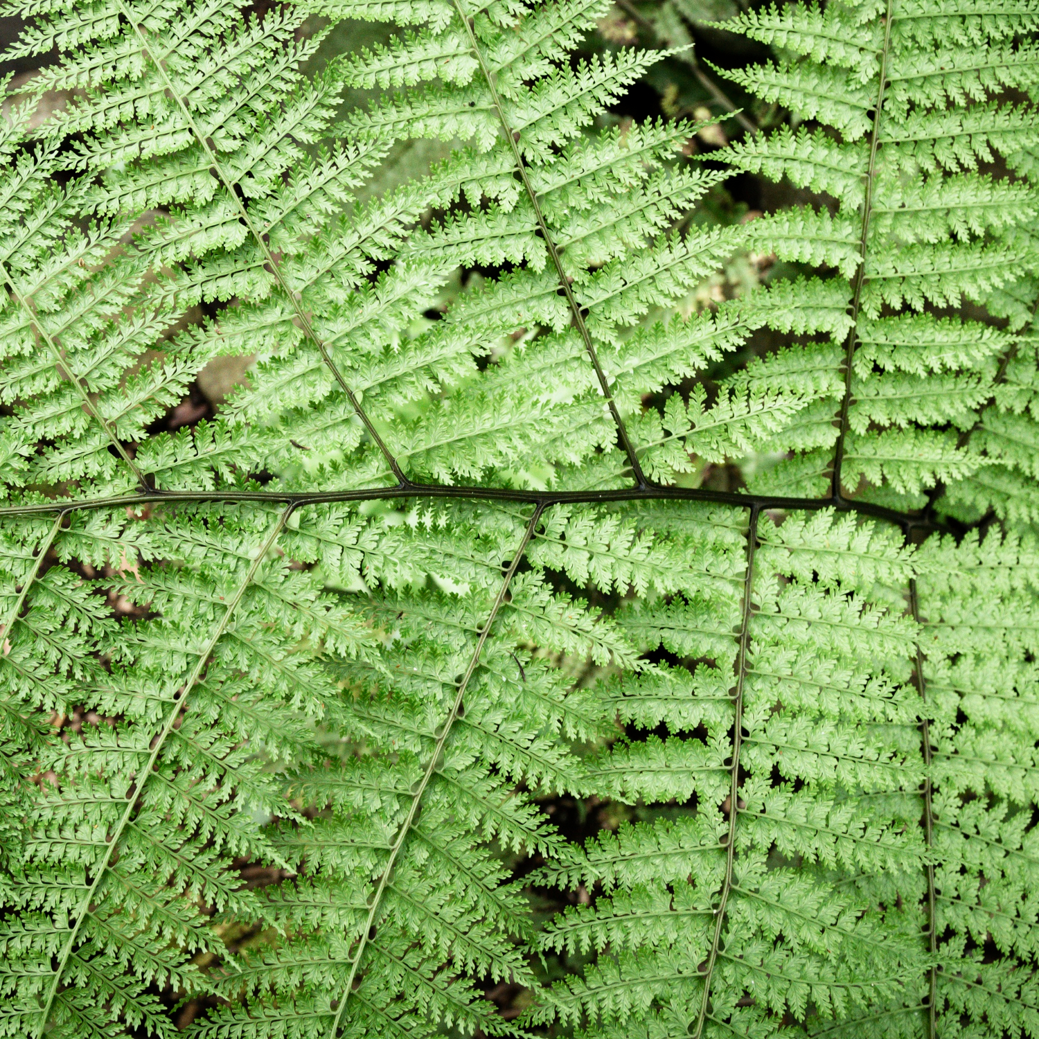 Bracken Fern