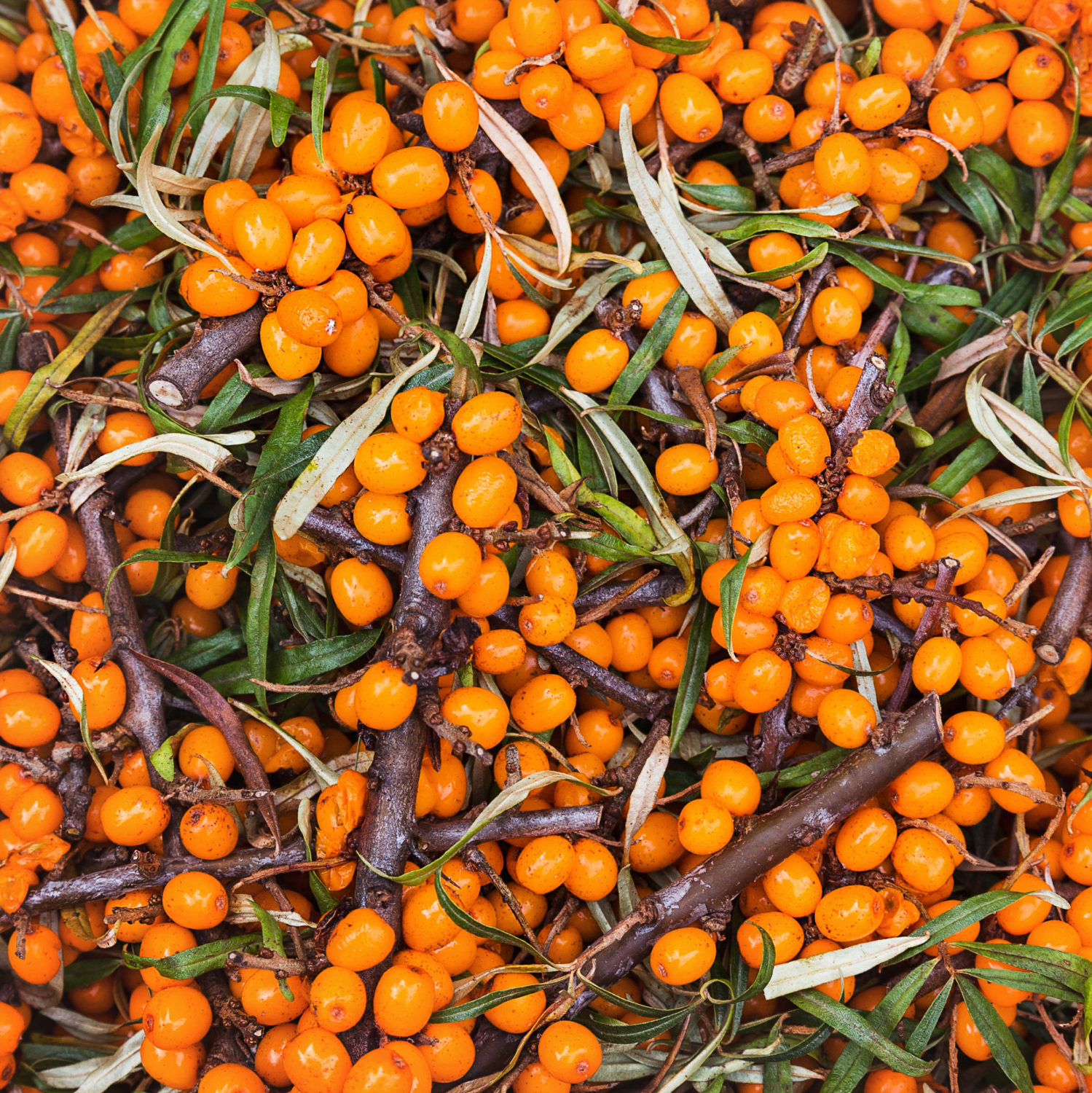 Buckthorn