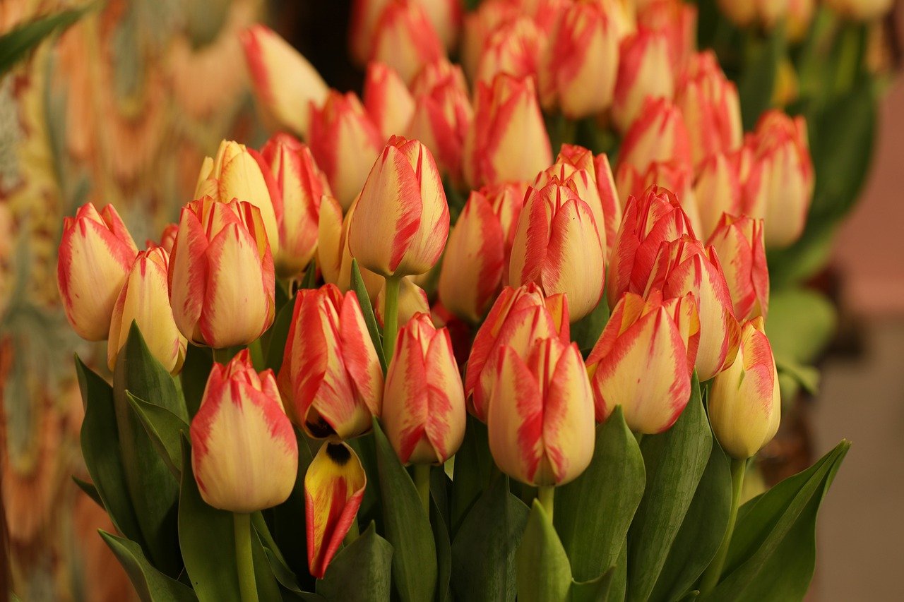 Bulb Flowers