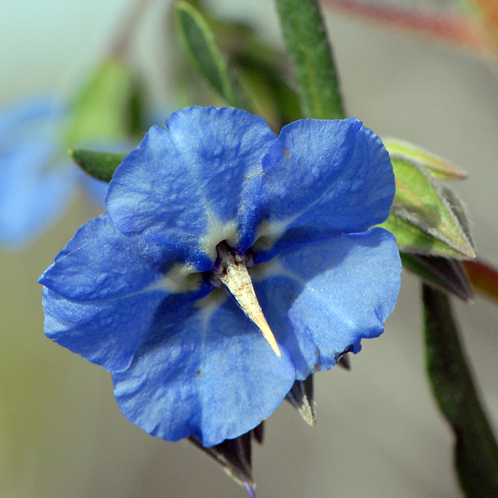 Camel Bush