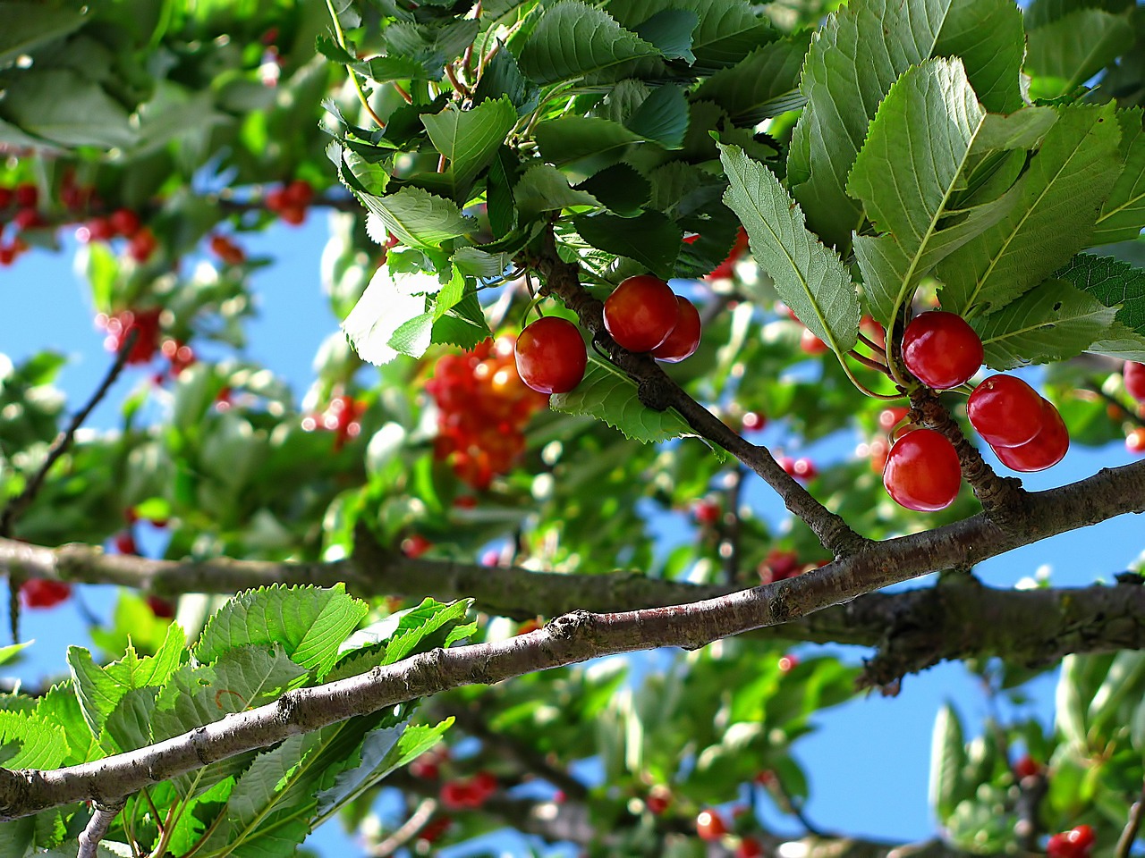 Cherry Tree