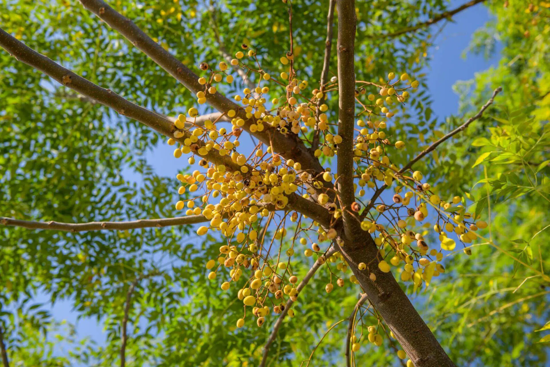 Chinaberry Tree