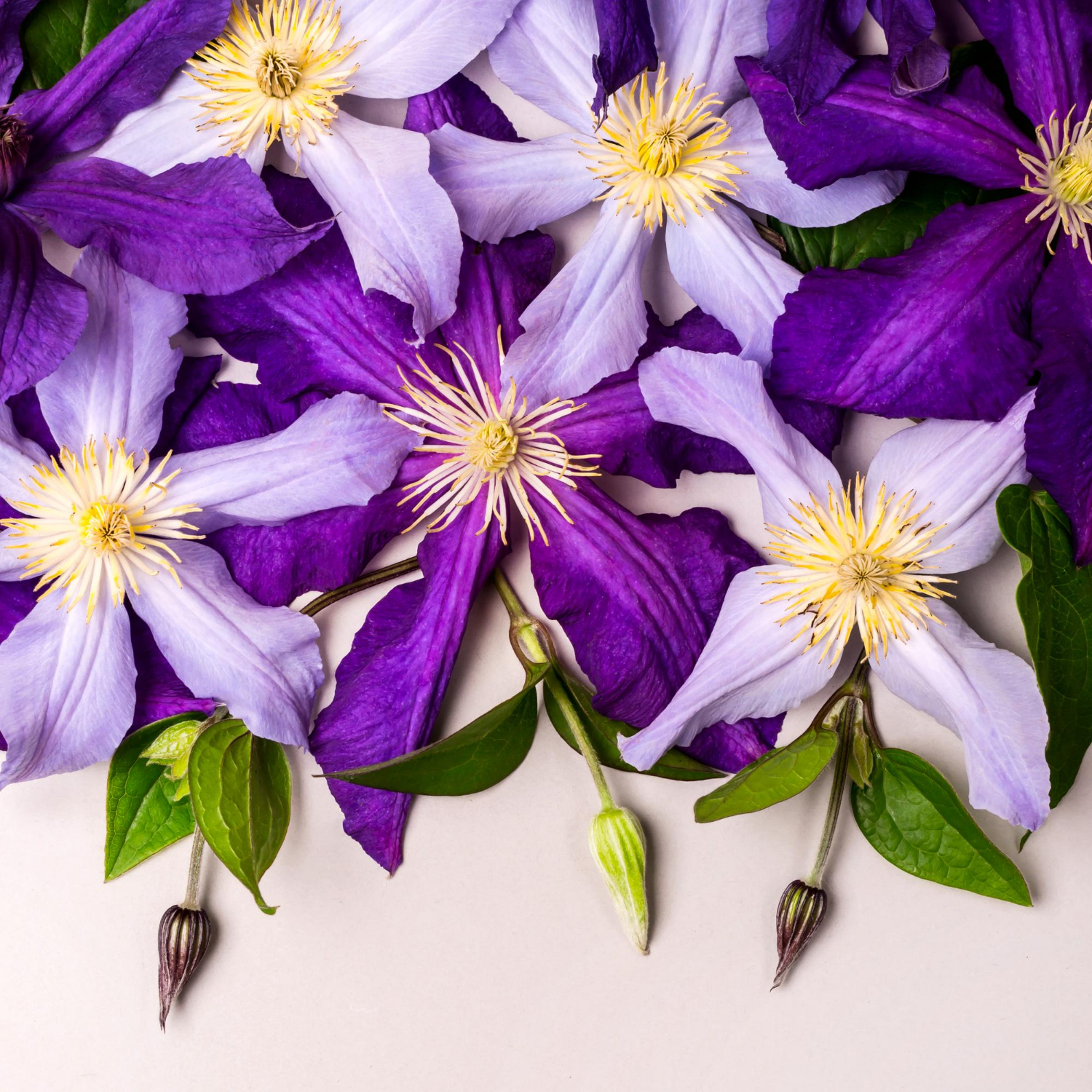 Clematis