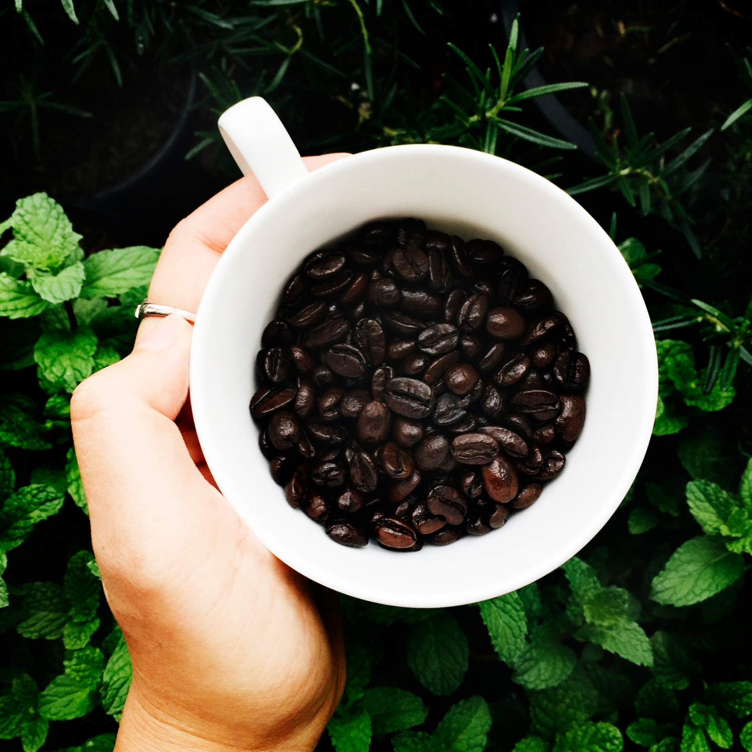Coffee