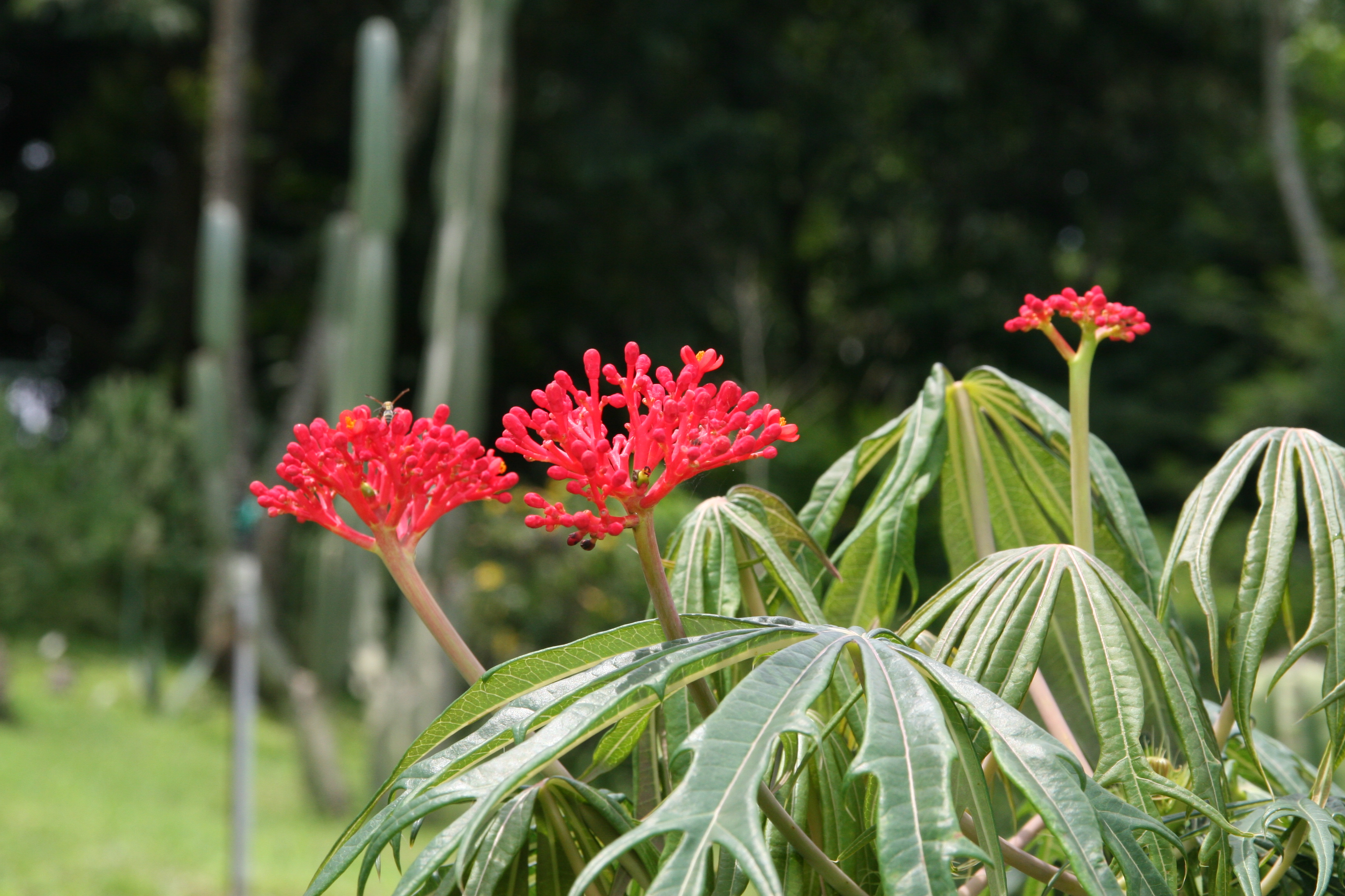 Coral Plant