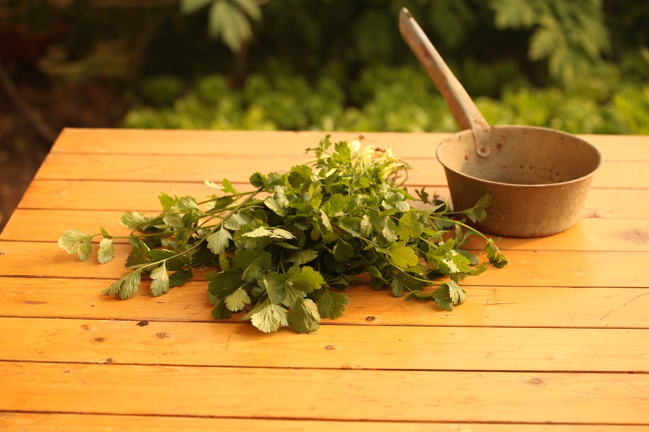 Coriander