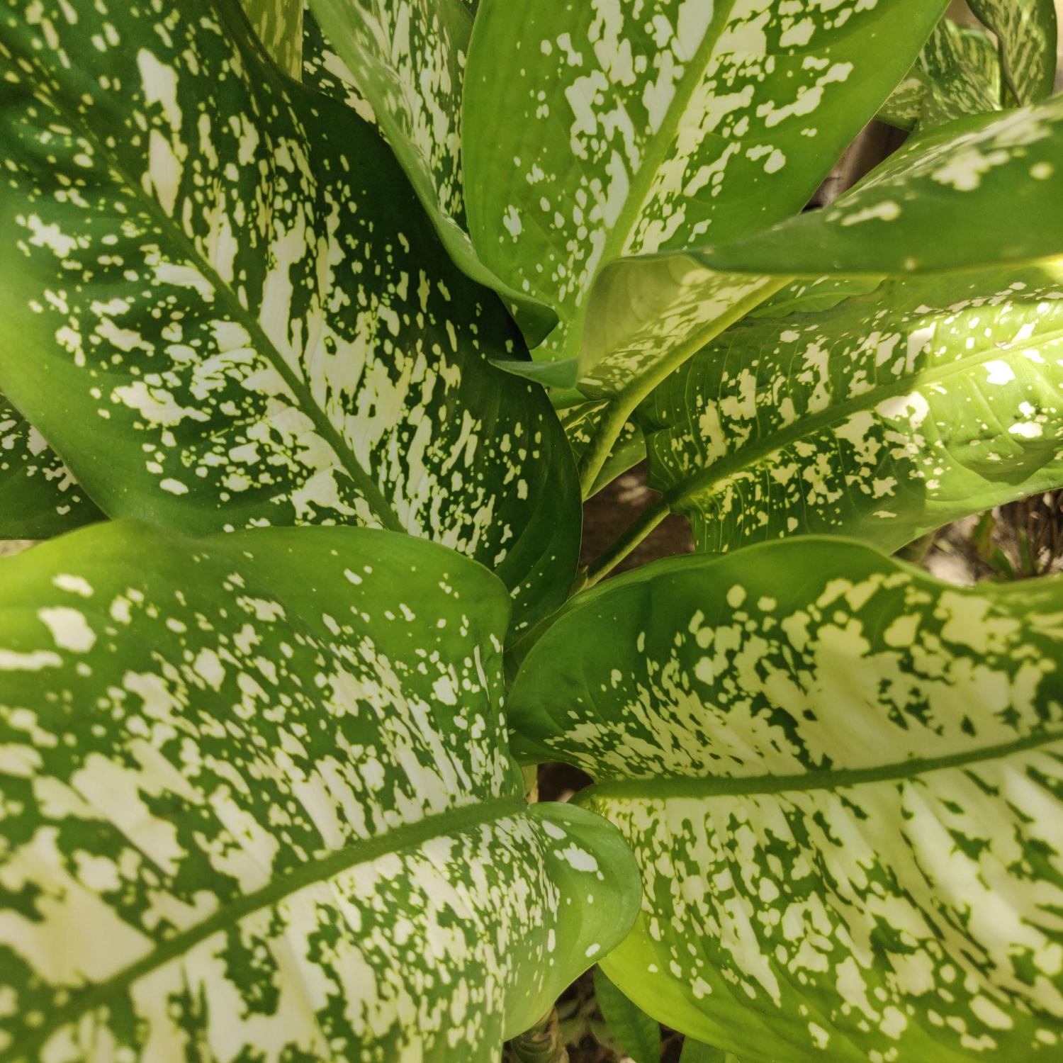 Dieffenbachia