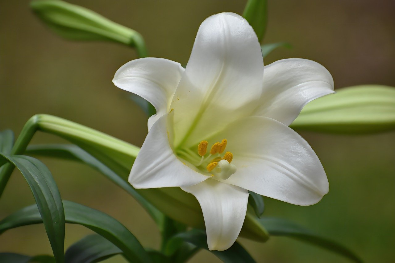 Easter Lily