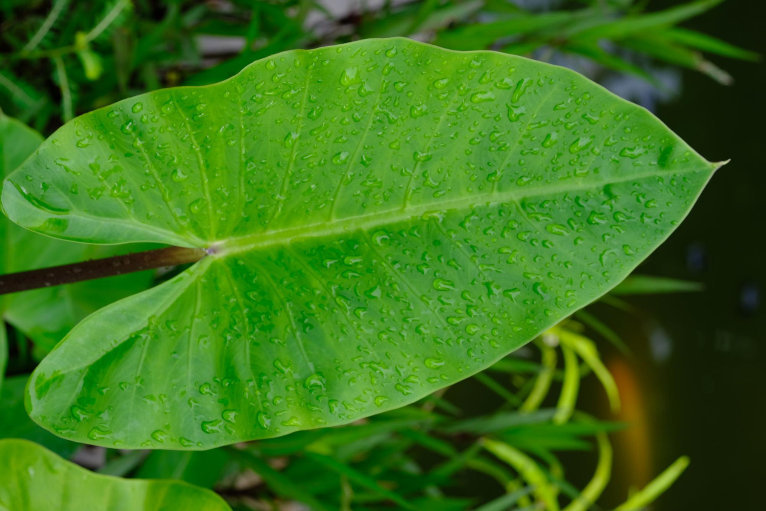 Elephant Ear (Taro)