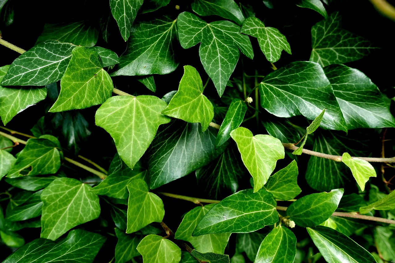 English Ivy