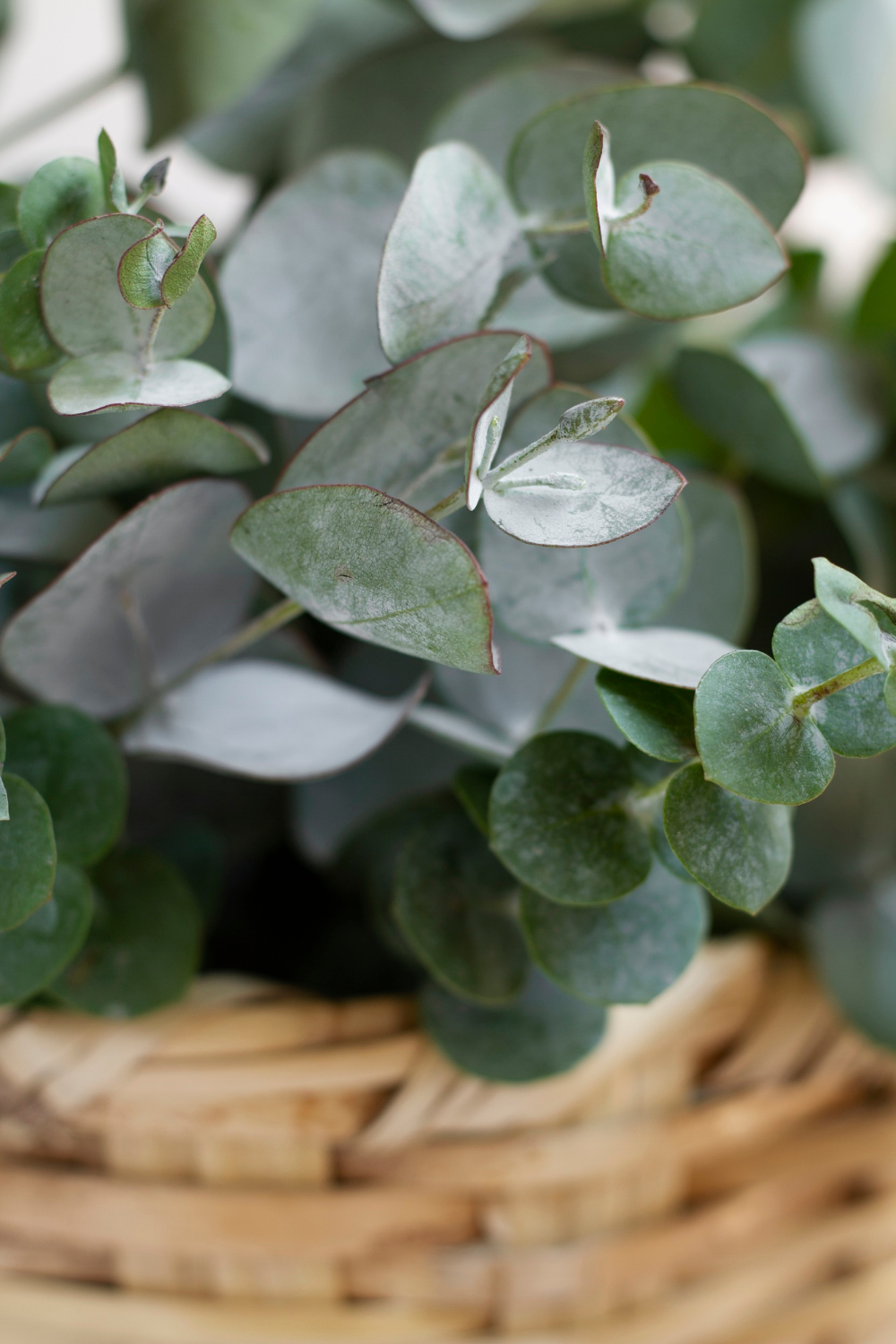 Eucalyptus