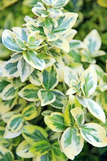 Euonymus