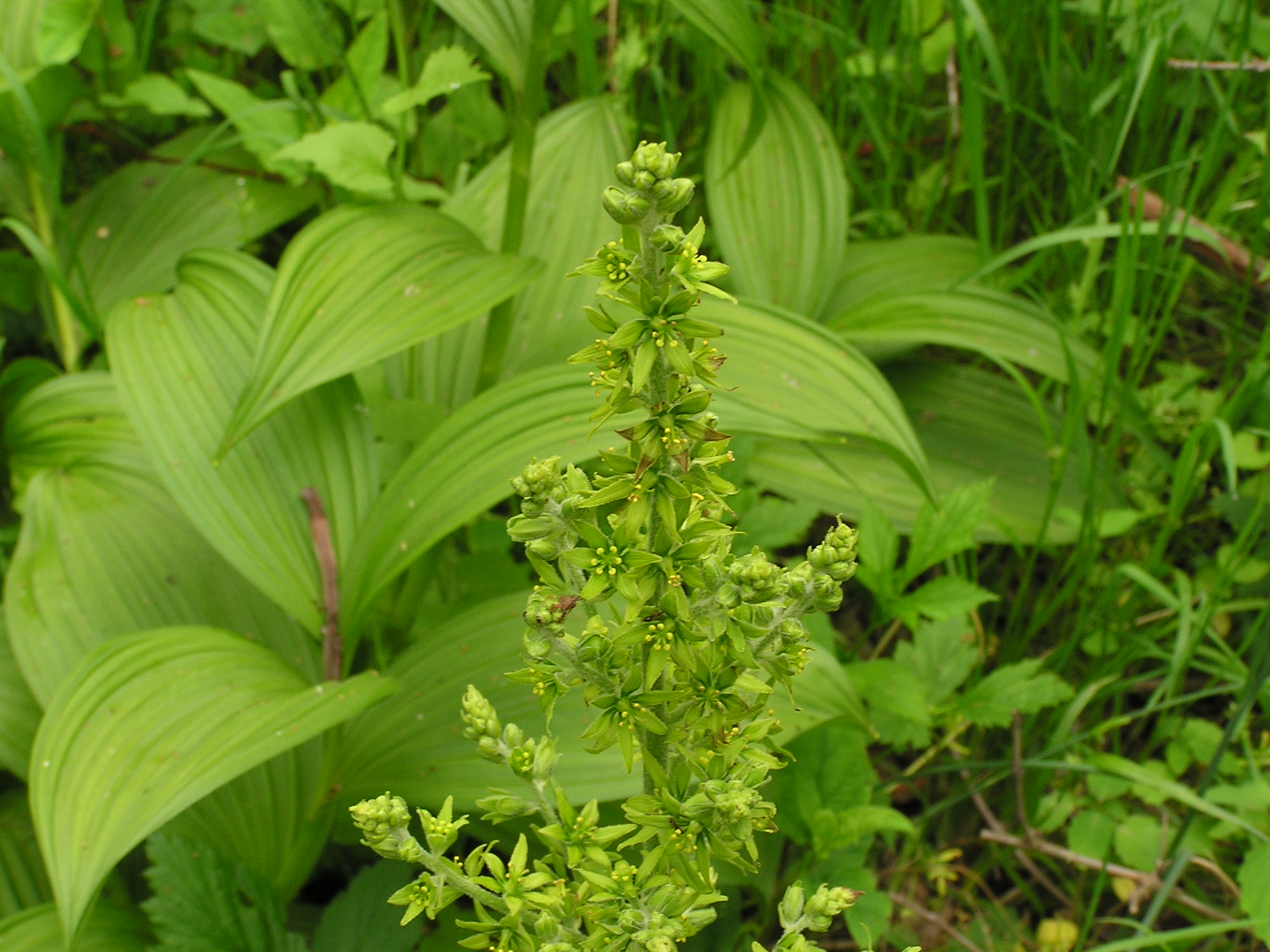 False Hellebore