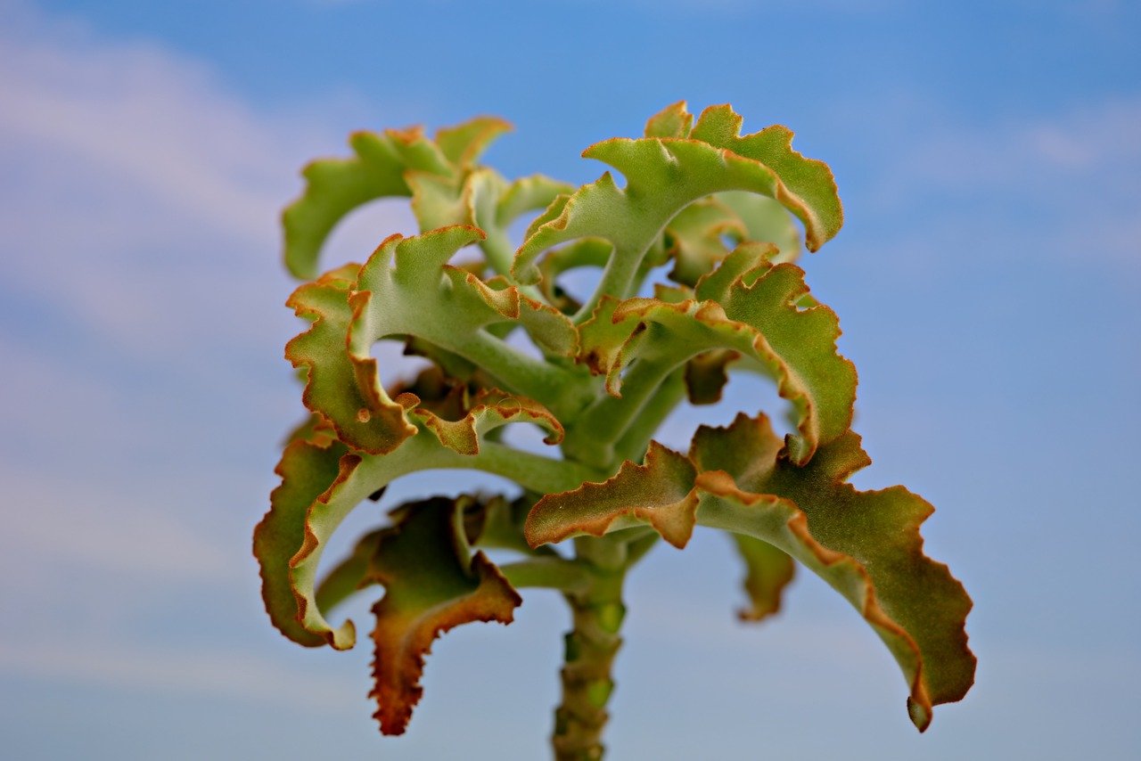 Felt Plant