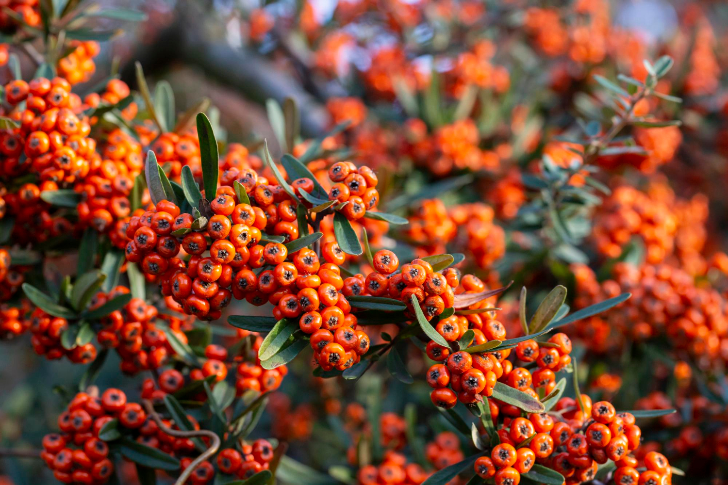 Firethorn