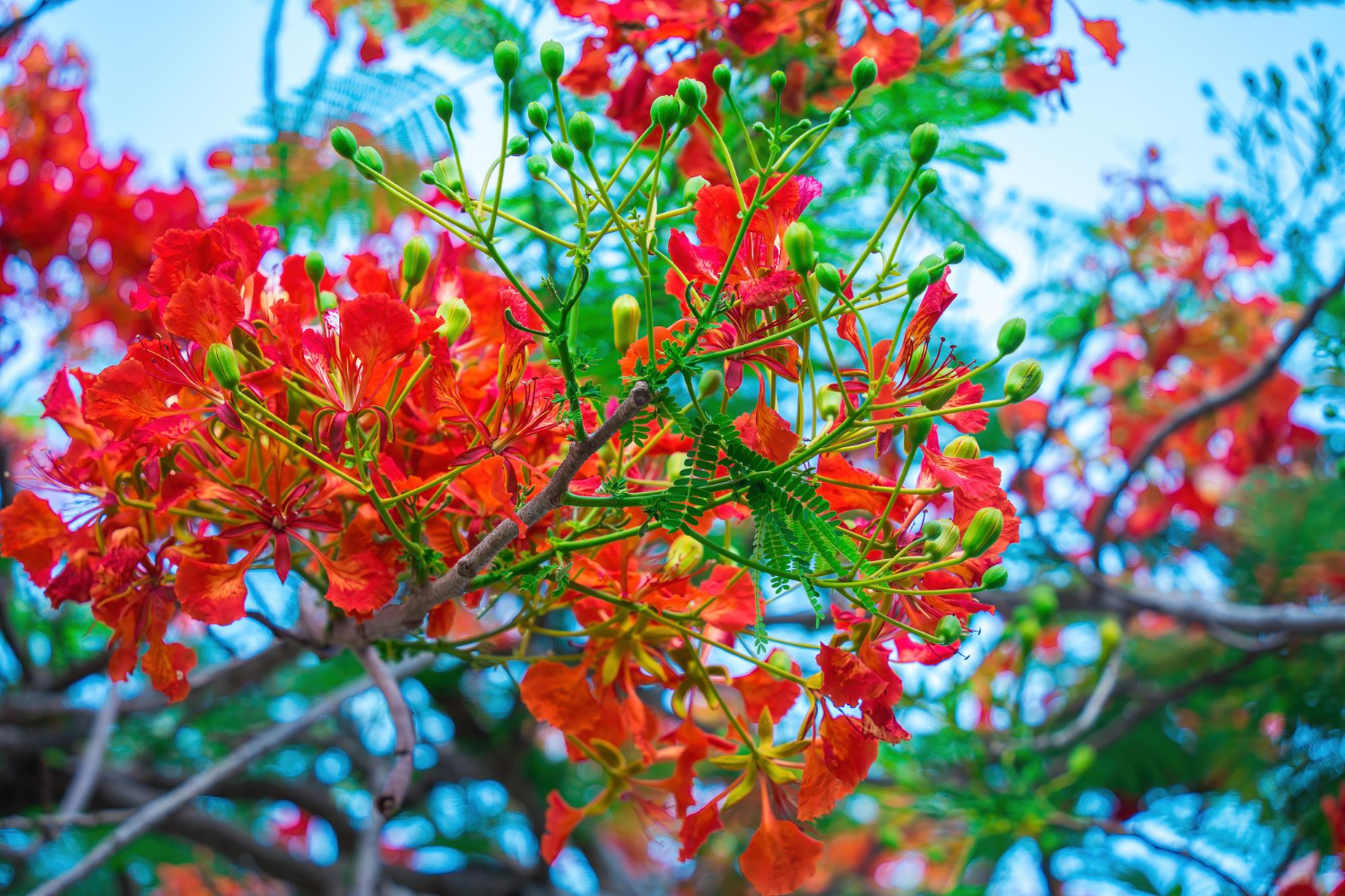 Flame Tree