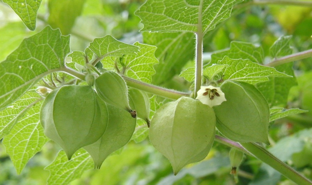 Ground Cherry