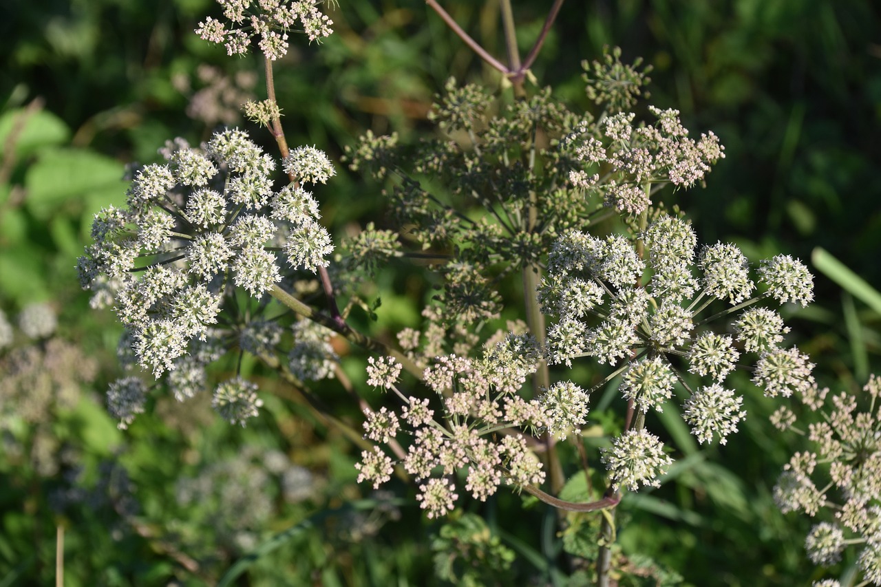 Hemlock