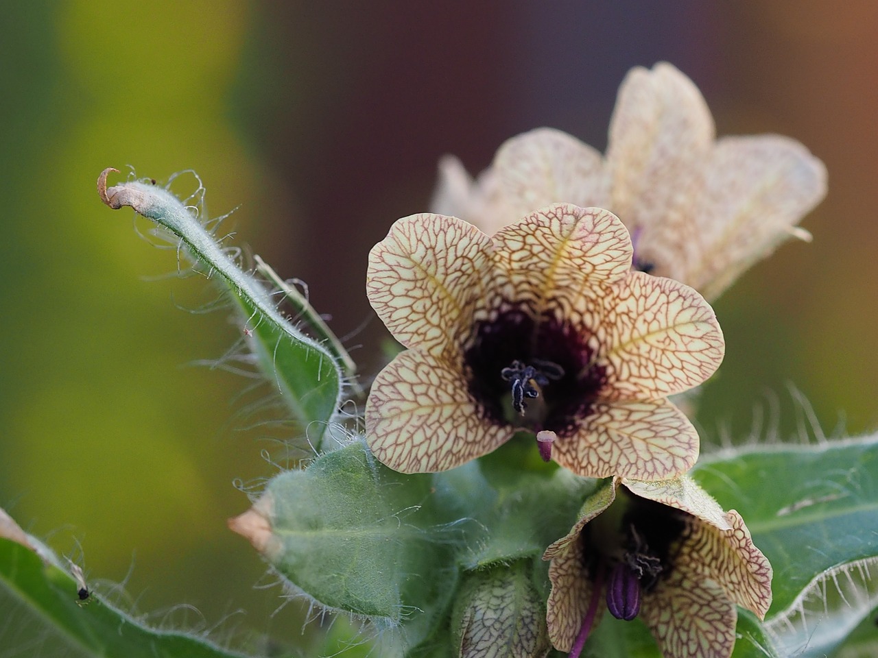 Henbane