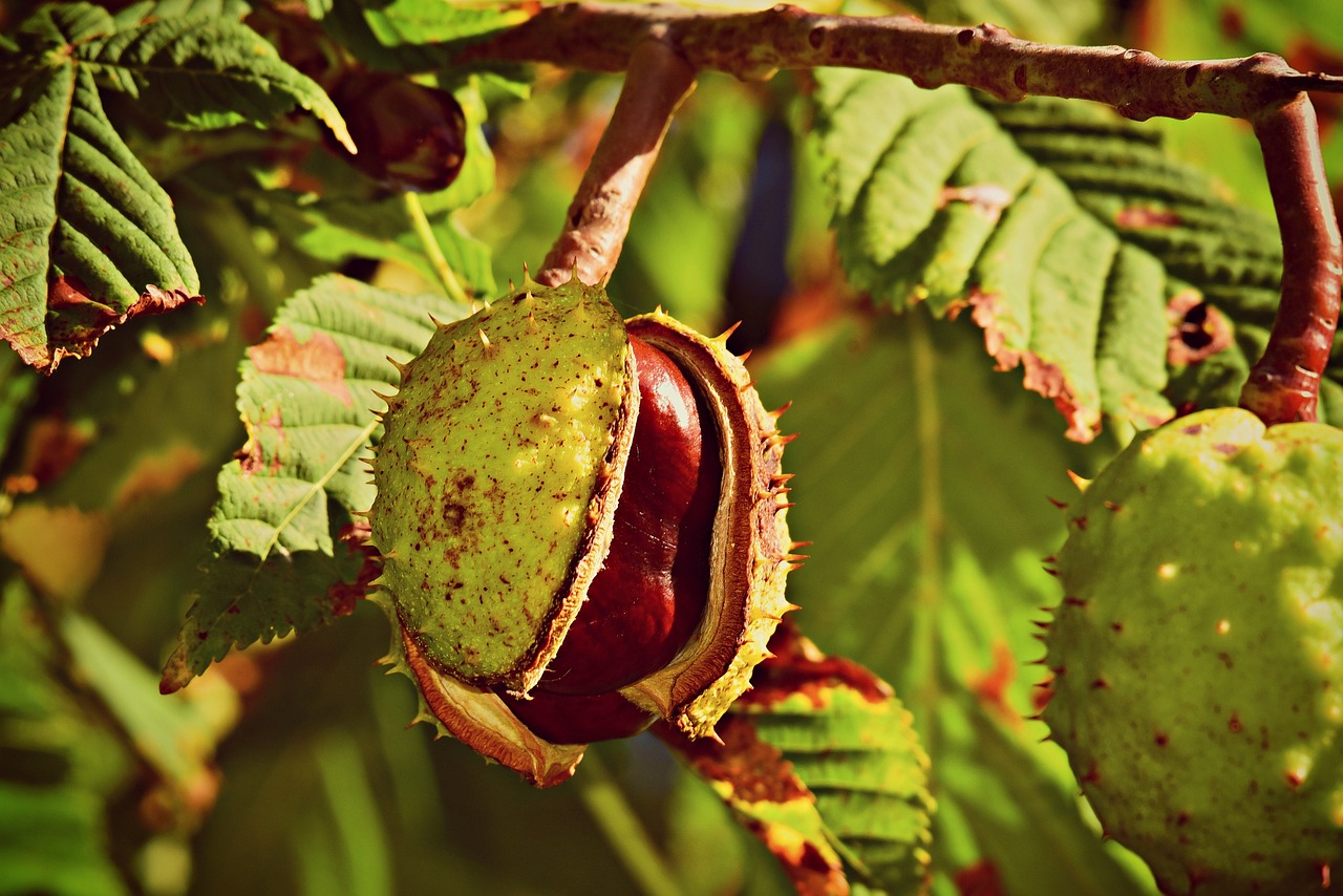 Horse Chestnut