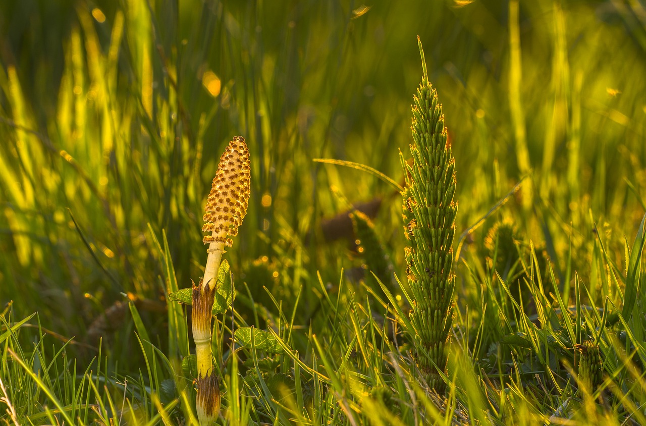 Horsetail