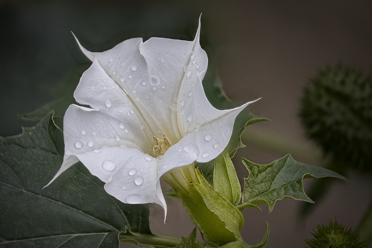 Jimsonweed