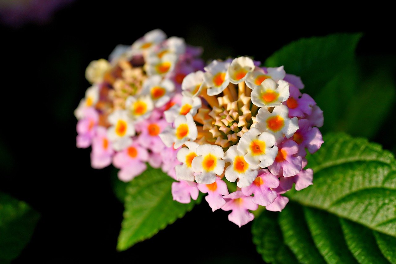 Lantana
