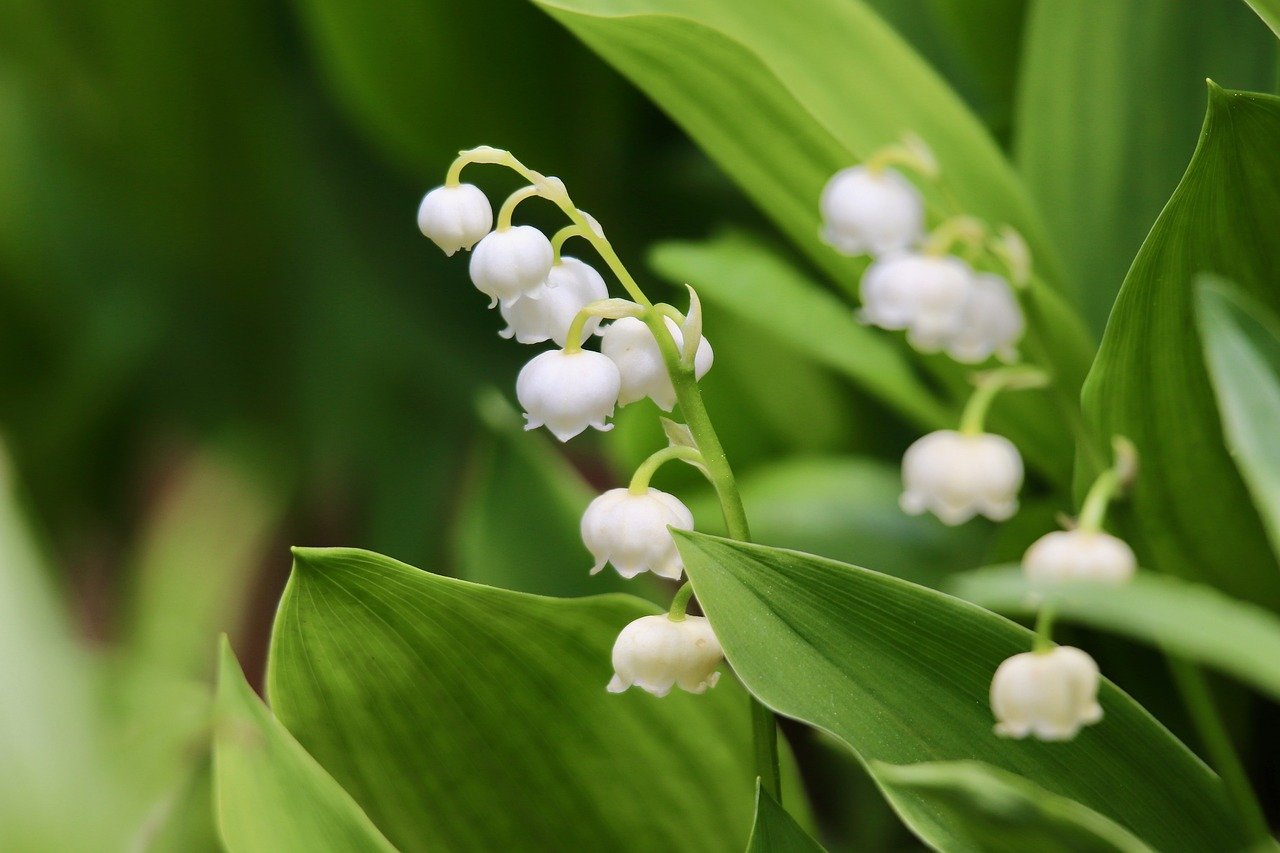 Lily Of The Valley