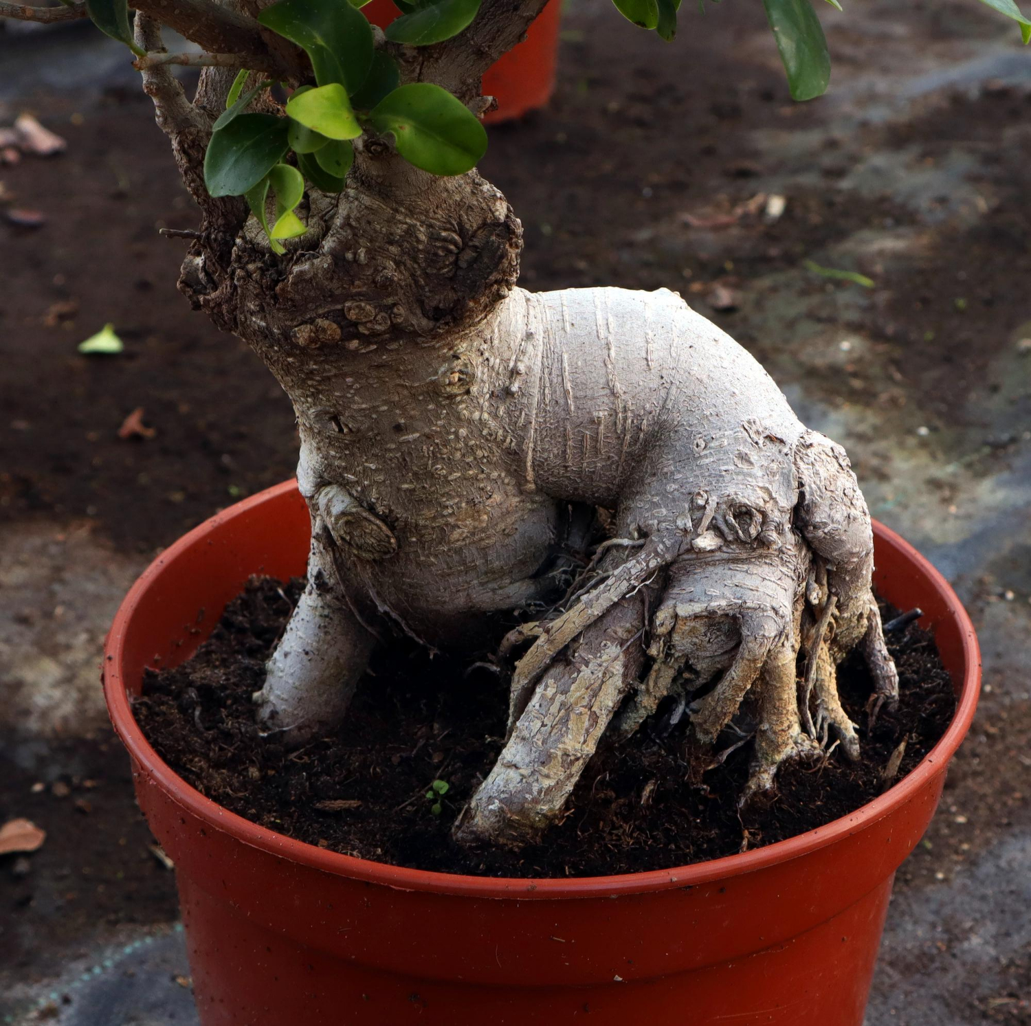 Mandrake