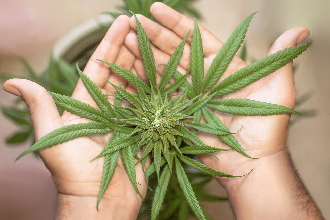 Marijuana