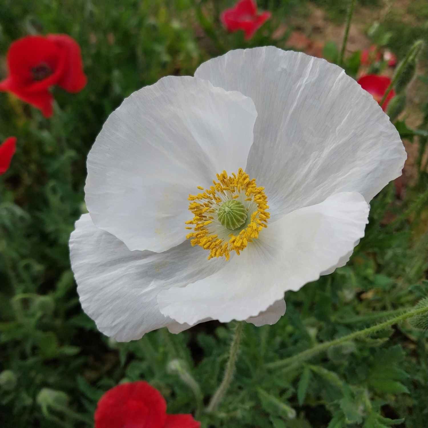 Mexican Poppy