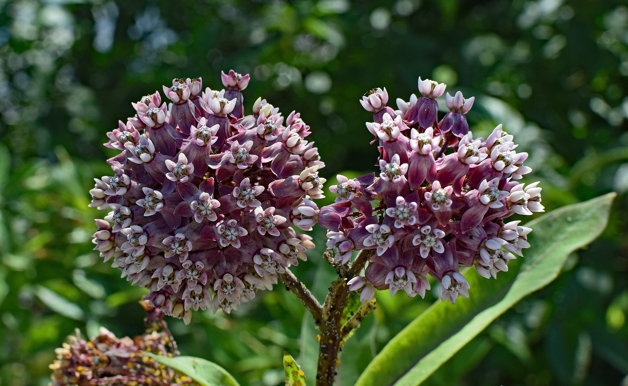 Milkweed