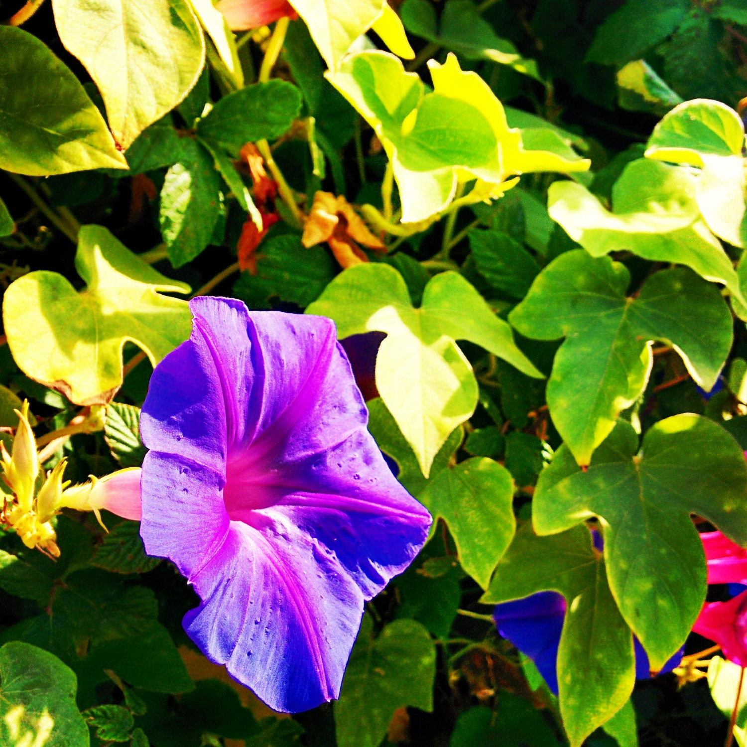 Morning Glory