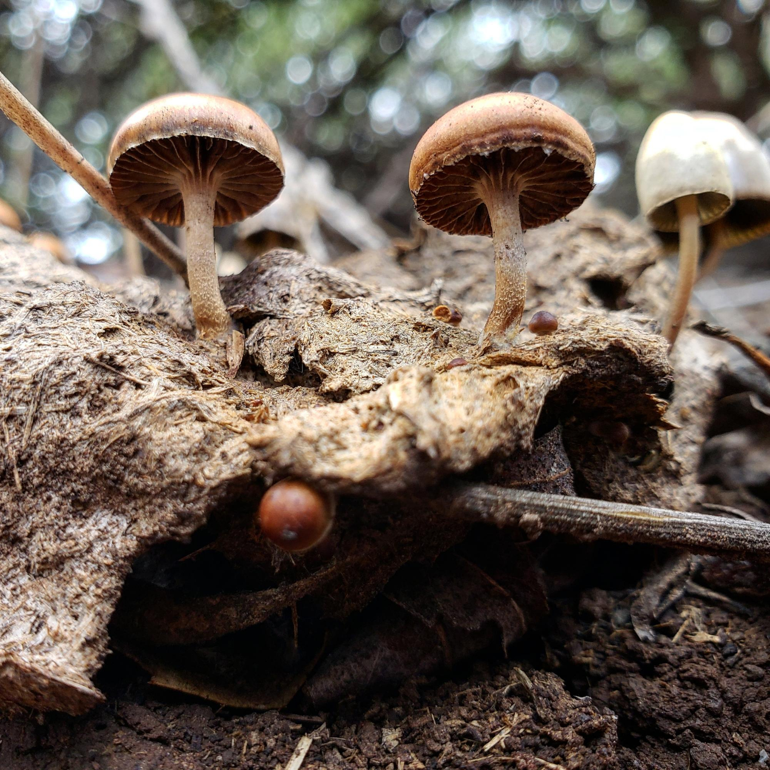 Mushrooms