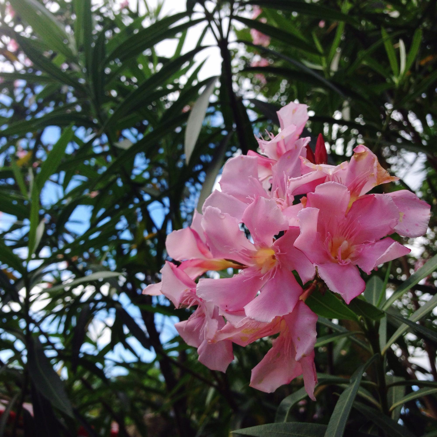 Oleander
