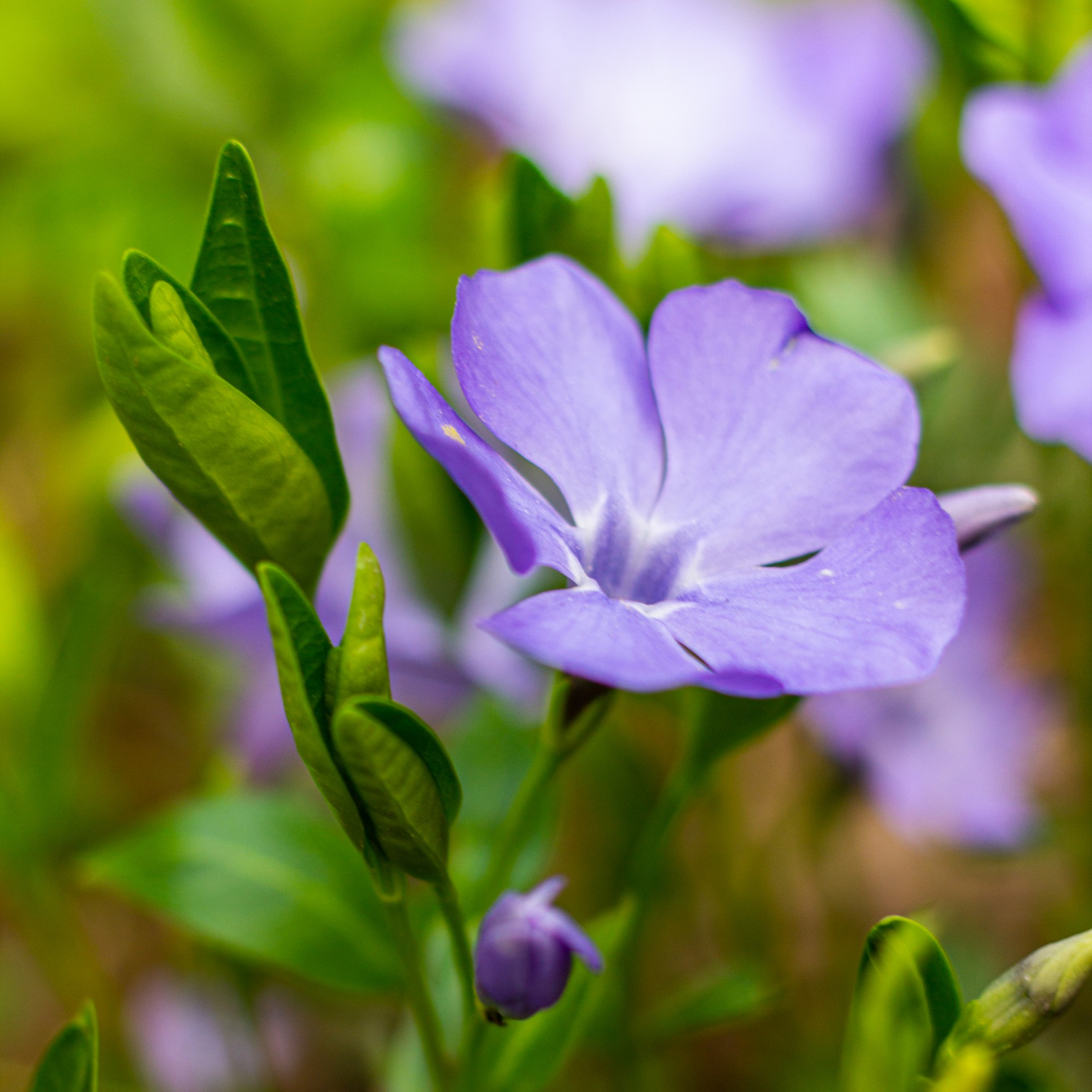 Periwinkle